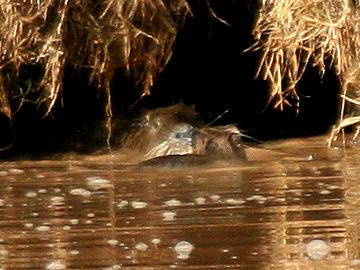 Nutria, The Ark - Aberdare National Park