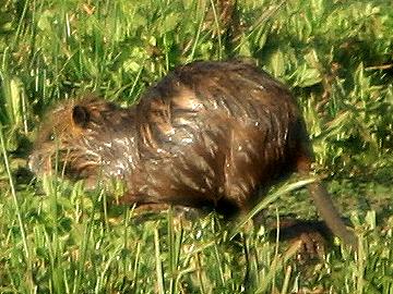 Nutria, The Ark - Aberdare National Park