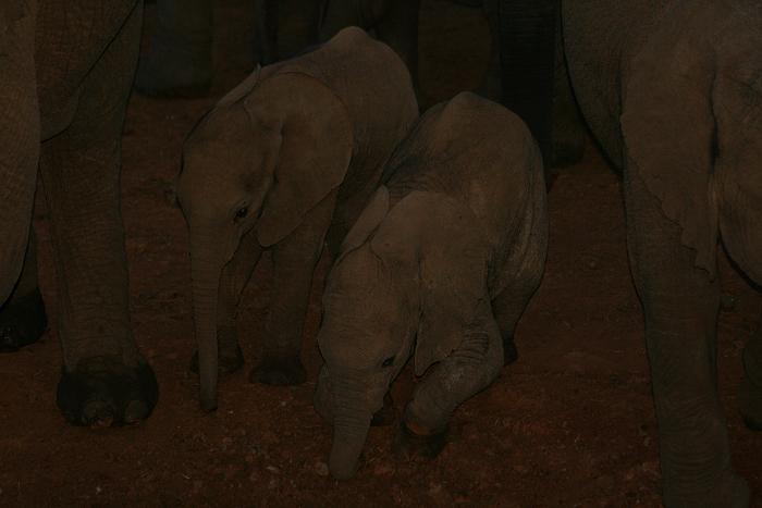 Elefanten, The Ark - Aberdare National Park