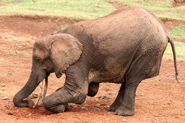 Elefant, The Ark - Aberdare National Park