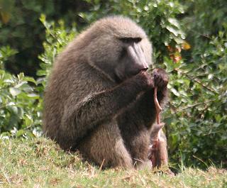 Pavian, The Ark - Aberdare National Park