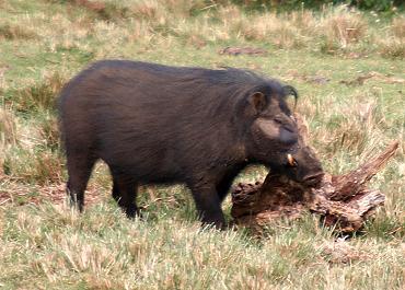 Riesenwaldschwein, The Ark - Aberdare National Park