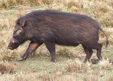 Riesenwaldschwein, The Ark - Aberdare National Park