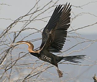 Lake Baringo