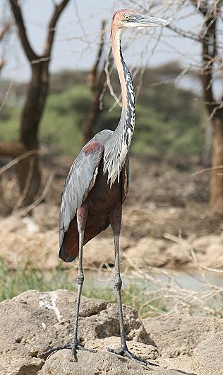 Lake Baringo