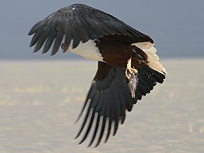 African Fish Eagle, Haliaestus vocifer