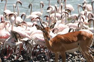 Lake Bogoria
