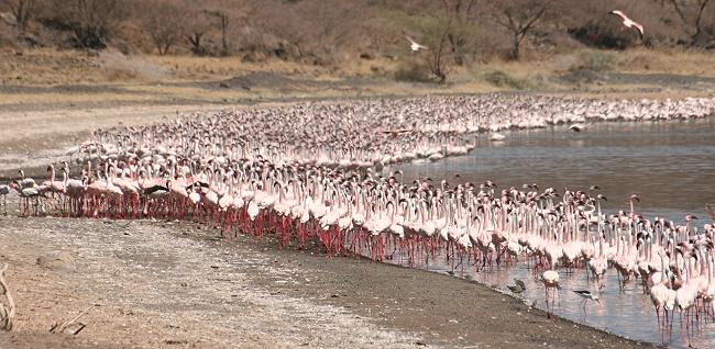 Lake Bogoria