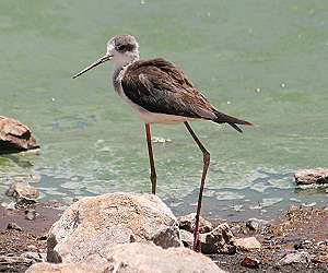 Lake Bogoria
