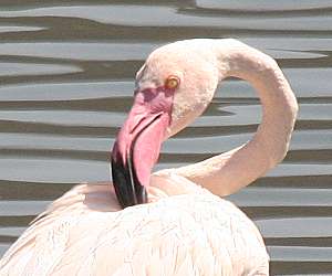 Lake Bogoria