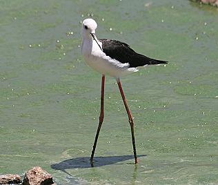 Lake Bogoria