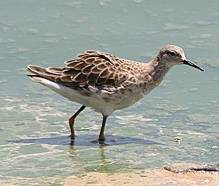 Lake Bogoria