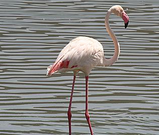 Lake Bogoria