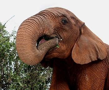 by Daphne Sheldrick