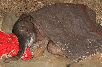 by Daphne Sheldrick