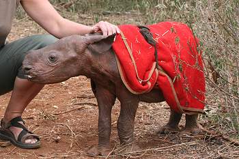 by Daphne Sheldrick
