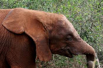 by Daphne Sheldrick
