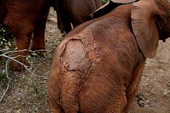 by Daphne Sheldrick