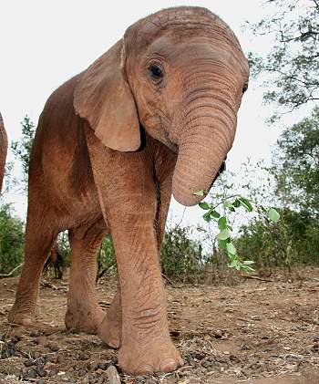 by Daphne Sheldrick