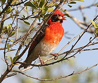 Scharlachweber, Anaplectes rubriceps, Red Headed Weaver (Hahn)