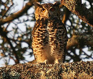Birdsafari - Sandai Farm