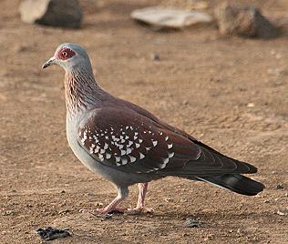 Birdsafari - Sandai Farm