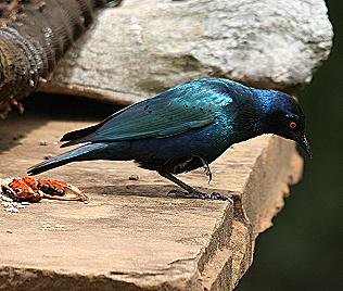 Grünschwanzglanzstar, Lamprotornis chalybaeus, 