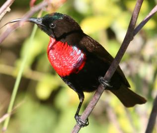 Birdsafari - Sandai Farm