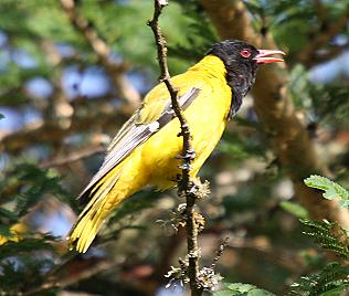 Birdsafari - Sandai Farm