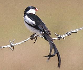 Birdsafari - Sandai Farm