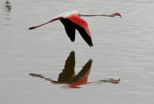 Sundbird Lodge, Lake Elementaita
