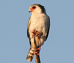 Pygmaenfalke, Pygmy Falcon, Polihierax semitorquatus castanonotus 0,1