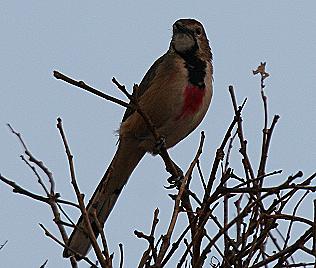 Rosenwürger, Rhodophoneus curentus, Rosy-Patched Bush Shrike