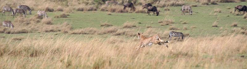 Gepard, Acinonyx jubatus