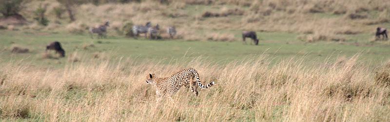 Gepard, Acinonyx jubatus