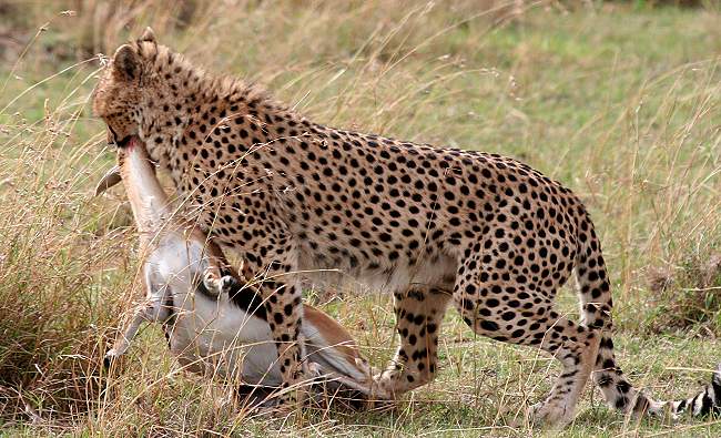Gepard, Acinonyx jubatus
