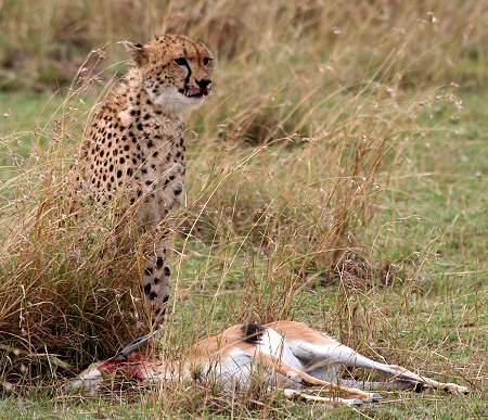 Gepard, Acinonyx jubatus