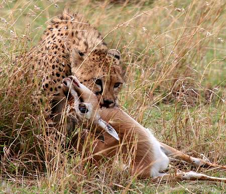 Gepard, Acinonyx jubatus