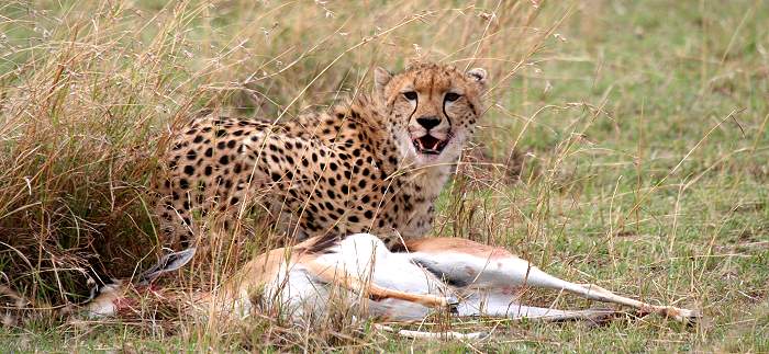 Gepard, Acinonyx jubatus