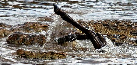 Crocodylus niloticus pauciscutatus