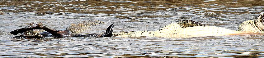 Crocodylus niloticus pauciscutatus