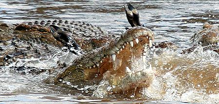Crocodylus niloticus pauciscutatus
