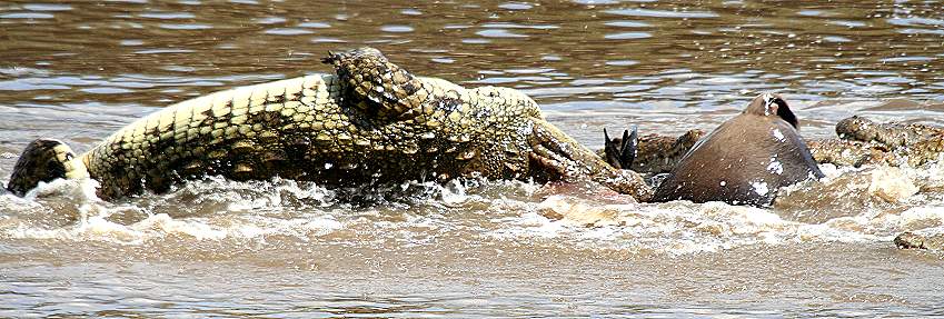 Crocodylus niloticus pauciscutatus