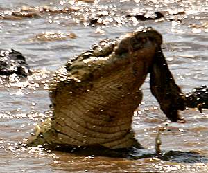Crocodylus niloticus pauciscutatus