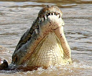 Crocodylus niloticus pauciscutatus
