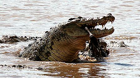 Crocodylus niloticus pauciscutatus
