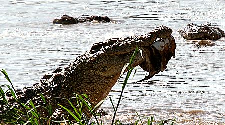 Crocodylus niloticus pauciscutatus