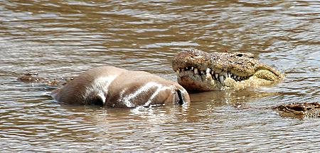 Crocodylus niloticus pauciscutatus