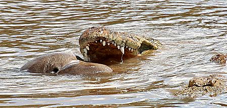 Crocodylus niloticus pauciscutatus