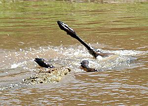 Crocodylus niloticus pauciscutatus